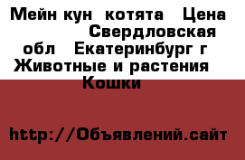 Мейн-кун  котята › Цена ­ 10 000 - Свердловская обл., Екатеринбург г. Животные и растения » Кошки   